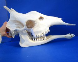 Genuine Female African Giraffe Skull, 24x10x14-3/4 - Buy this one for $699.99 ( Signature Required) CITES PERMIT P-000041049