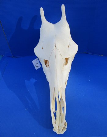Genuine Female African Giraffe Skull, 24x10x14-3/4 - Buy this one for $699.99 ( Signature Required) CITES PERMIT P-000041049