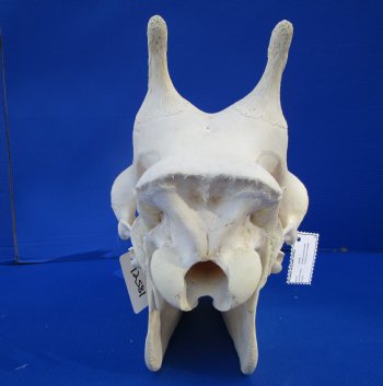 Genuine Female African Giraffe Skull, 24x10x14-3/4 - Buy this one for $699.99 ( Signature Required) CITES PERMIT P-000041049