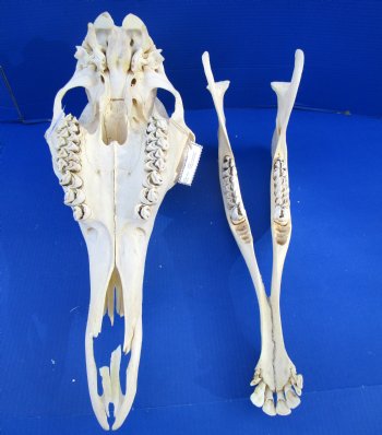 Genuine Female African Giraffe Skull, 24x10x14-3/4 - Buy this one for $699.99 ( Signature Required) CITES PERMIT P-000041049