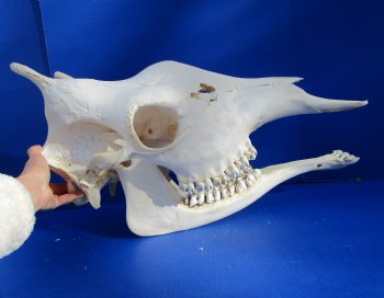 Real Female African Giraffe Skull, 25x10x14-1/2 - Buy this one for $699.99 ( Signature Required) CITES PERMIT P-000041049