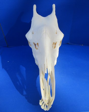 Real Female African Giraffe Skull, 25x10x14-1/2 - Buy this one for $699.99 ( Signature Required) CITES PERMIT P-000041049