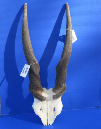 African Bull Eland Skull Plate with 26-1/2 and 27 inches Horns for $120.00