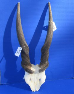African Bull Eland Skull Plate with 26-1/2 and 27 inches Horns for $120.00