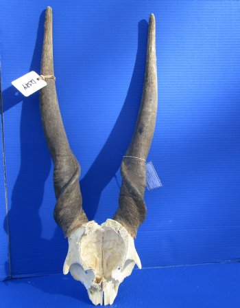 African Bull Eland Skull Plate with 26-1/2 and 27 inches Horns for $120.00