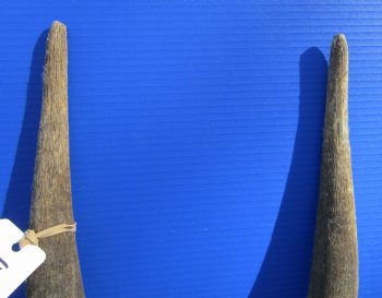 African Bull Eland Skull Plate with 26-1/2 and 27 inches Horns for $120.00