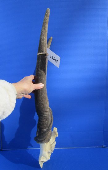 African Bull Eland Skull Plate with 26-1/2 and 27 inches Horns for $120.00