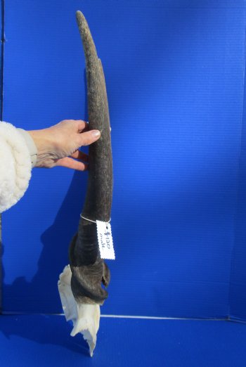 African Bull Eland Skull Plate with 26-1/2 and 27 inches Horns for $120.00