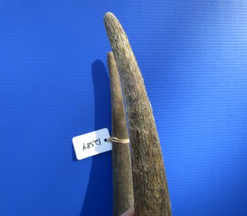 African Bull Eland Skull Plate with 26-1/2 and 27 inches Horns for $120.00