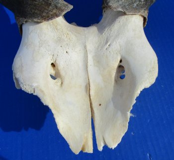 African Bull Eland Skull Plate with 26-1/2 and 27 inches Horns for $120.00