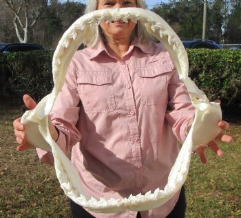 19 inches Huge Tiger Shark Jaw, (Galeocerdo cuvier) <font color=red> WITH EXTREMELY SHARP TEETH</FONT> - Buy this one for $599.99 (Delivery Signature Required)