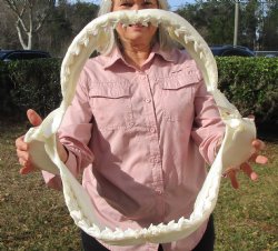 19 inches Huge Tiger Shark Jaw, (Galeocerdo cuvier) <font color=red> WITH EXTREMELY SHARP TEETH</FONT> - Buy this one for $599.99 (Delivery Signature Required)