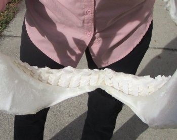 19 inches Huge Tiger Shark Jaw, (Galeocerdo cuvier) <font color=red> WITH EXTREMELY SHARP TEETH</FONT> - Buy this one for $599.99 (Delivery Signature Required)