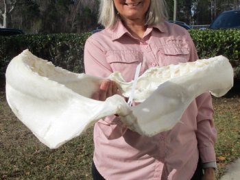 19 inches Huge Tiger Shark Jaw, (Galeocerdo cuvier) <font color=red> WITH EXTREMELY SHARP TEETH</FONT> - Buy this one for $599.99 (Delivery Signature Required)