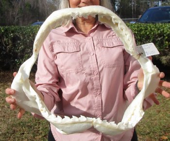 19-1/2 inches Huge Tiger Shark Jaw, (Galeocerdo cuvier) <font color=red> WITH EXTREMELY SHARP TEETH</FONT> - Buy this one for $599.99 (Delivery Signature Required)