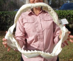 19-1/2 inches Huge Tiger Shark Jaw, (Galeocerdo cuvier) <font color=red> WITH EXTREMELY SHARP TEETH</FONT> - Buy this one for $599.99 (Delivery Signature Required)