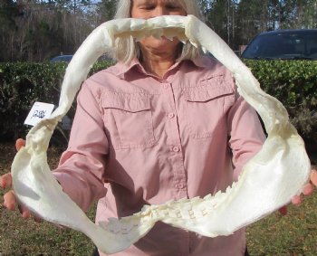 19-1/2 inches Huge Tiger Shark Jaw, (Galeocerdo cuvier) <font color=red> WITH EXTREMELY SHARP TEETH</FONT> - Buy this one for $599.99 (Delivery Signature Required)