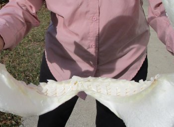 19-1/2 inches Huge Tiger Shark Jaw, (Galeocerdo cuvier) <font color=red> WITH EXTREMELY SHARP TEETH</FONT> - Buy this one for $599.99 (Delivery Signature Required)