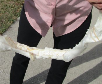 19-1/2 inches Huge Tiger Shark Jaw, (Galeocerdo cuvier) <font color=red> WITH EXTREMELY SHARP TEETH</FONT> - Buy this one for $599.99 (Delivery Signature Required)