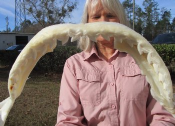 19-1/2 inches Huge Tiger Shark Jaw, (Galeocerdo cuvier) <font color=red> WITH EXTREMELY SHARP TEETH</FONT> - Buy this one for $599.99 (Delivery Signature Required)