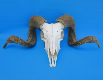 African Merino Sheep/Ram Skull with 27-1/2 and 27-3/4 inches Horns - Buy for $174.99
