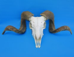 African Merino Sheep/Ram Skull with 27-1/2 and 27-3/4 inches Horns - Buy for $174.99