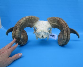 African Merino Sheep/Ram Skull with 27-1/2 and 27-3/4 inches Horns - Buy for $174.99