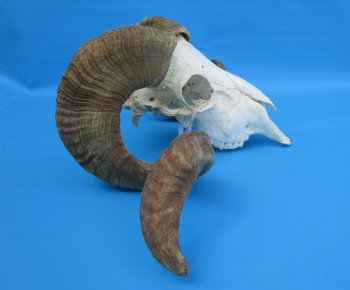 African Merino Sheep/Ram Skull with 27-1/2 and 27-3/4 inches Horns - Buy for $174.99