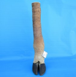 23-1/4 tall Taxidermy Giraffe Foot with Hoof - Buy this for $99.99