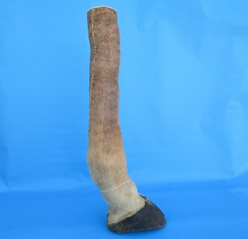 23-1/4 tall Taxidermy Giraffe Foot with Hoof - Buy this for $99.99