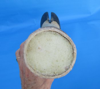 23-1/4 tall Taxidermy Giraffe Foot with Hoof - Buy this for $99.99