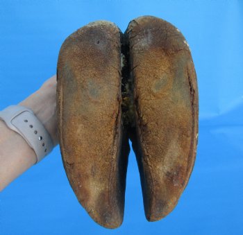 23-1/4 tall Taxidermy Giraffe Foot with Hoof - Buy this for $99.99