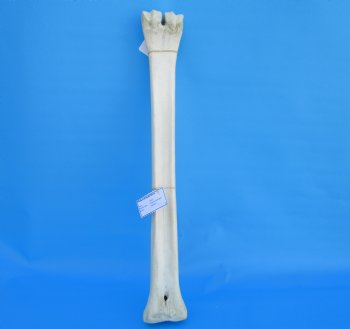 24-1/2 inches Real African Giraffe Metacarpal Leg Bone for $119.99