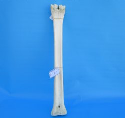 24-1/2 inches Real African Giraffe Metacarpal Leg Bone for $119.99