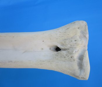 24-1/2 inches Real African Giraffe Metacarpal Leg Bone for $119.99
