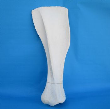 24-1/2 X 9-1/2 inches Real African Giraffe Shoulder Blade Bone  - Buy this one for $59.99