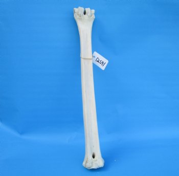 24-1/2 inches Giraffe Metatarsal Leg Bone for $119.99