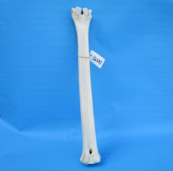 24-1/2 inches Giraffe Metatarsal Leg Bone for $119.99