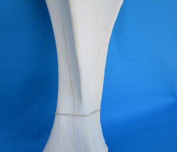 24-1/2 X 9-1/2 inches Real African Giraffe Shoulder Blade Bone  - Buy this one for $59.99