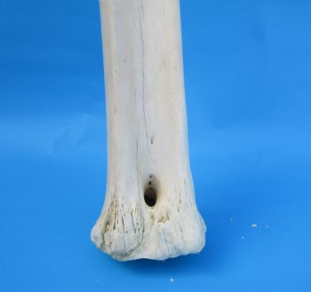 24-1/2 inches Giraffe Metatarsal Leg Bone for $119.99