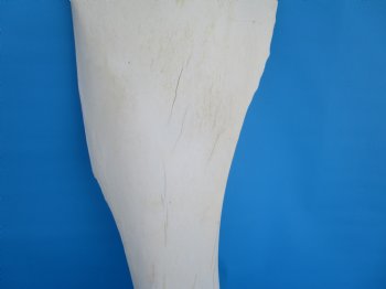 24-1/2 X 9-1/2 inches Real African Giraffe Shoulder Blade Bone  - Buy this one for $59.99