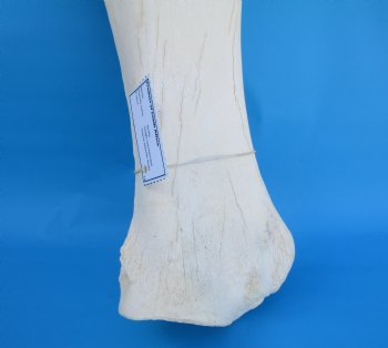 24-1/2 X 9-1/2 inches Real African Giraffe Shoulder Blade Bone  - Buy this one for $59.99