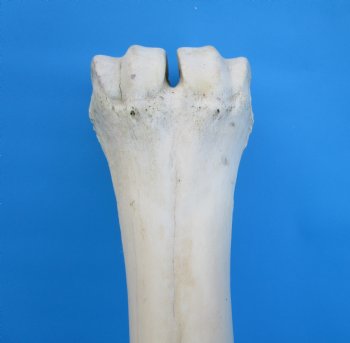 24-1/2 inches Giraffe Metatarsal Leg Bone for $119.99