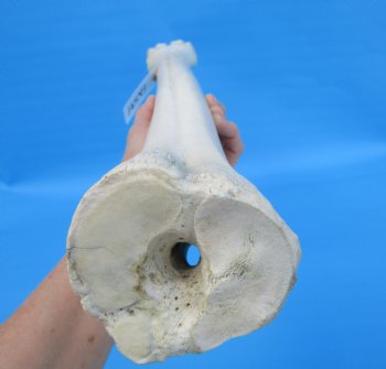 24-1/2 inches Giraffe Metatarsal Leg Bone for $119.99