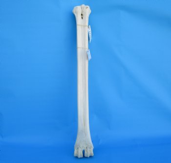 25-1/2 inches Real Giraffe Metatarsal Leg Bone for $119.99