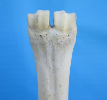 25-1/2 inches Real Giraffe Metatarsal Leg Bone for $119.99