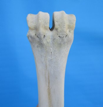 25-1/2 inches Real Giraffe Metatarsal Leg Bone for $119.99