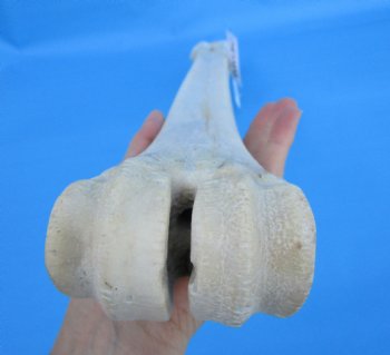 25-1/2 inches Real Giraffe Metatarsal Leg Bone for $119.99