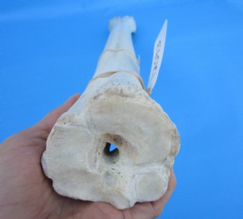 25-1/2 inches Real Giraffe Metatarsal Leg Bone for $119.99