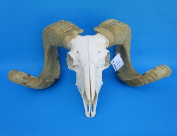 African Merino Sheep/Ram Skull with 25 and 26 inches Horns - Buy for $169.99
